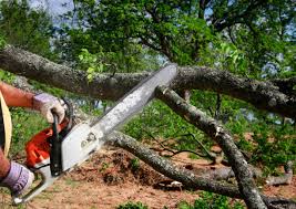 Trusted Livonia, LA Tree Care Services Experts